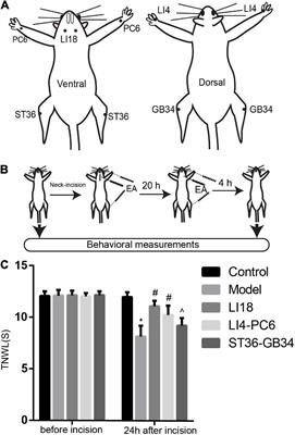 Electroacupuncture relieves hyperalgesia by regulating neuronal–glial interaction and glutamate transporters of spinal dorsal horns in rats with acute incisional neck pain